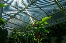 Röhrensolarmodule von TubeSolar über einem Tomatenfeld (Foto: TubeSolar AG)